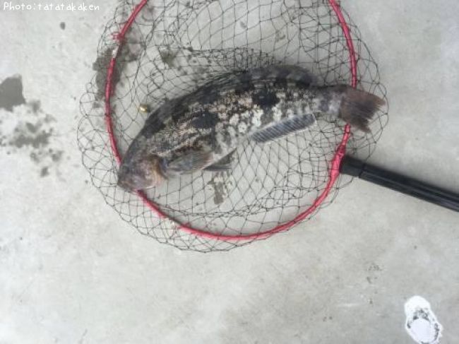 �����ʥ�