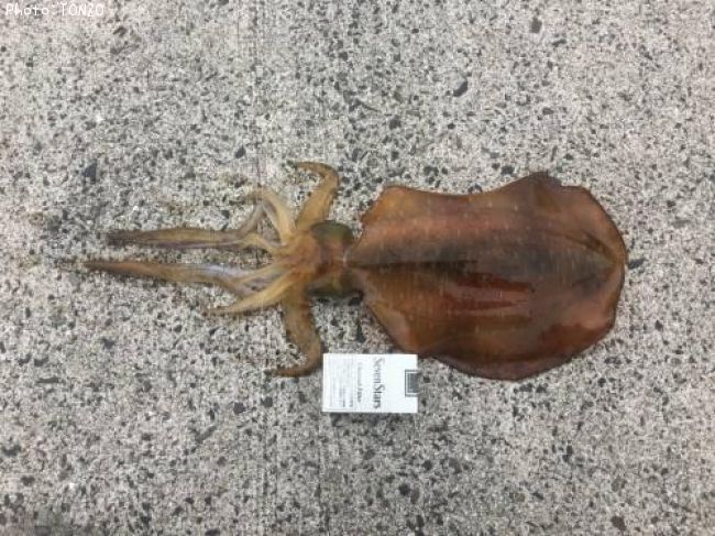 �����ꥤ��