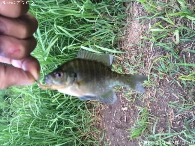 �֥롼����