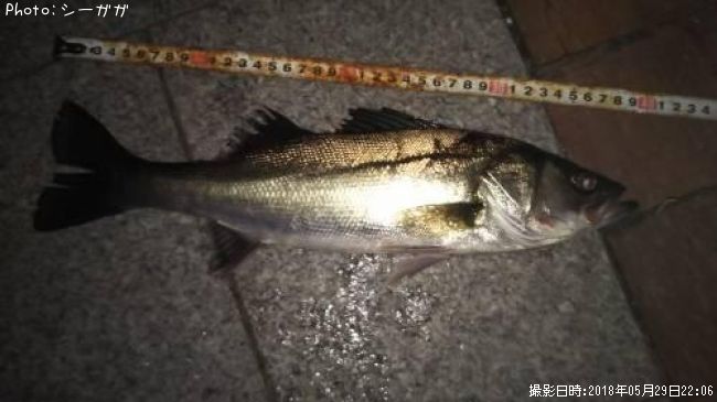 �����Х�