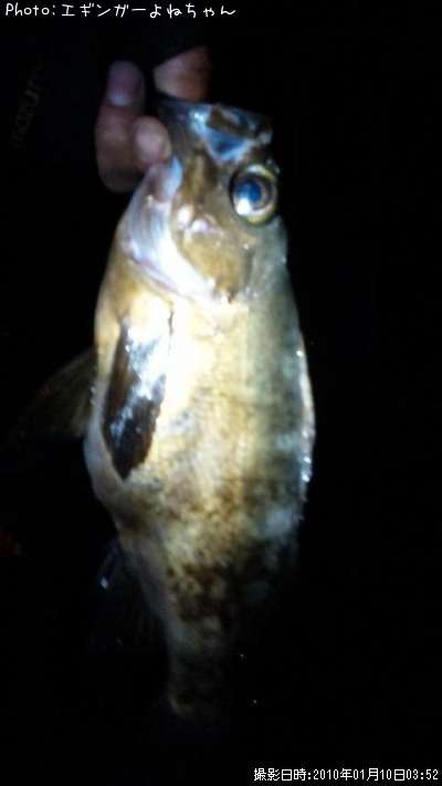 ��Х롢���