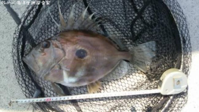 �ޥȥ�����