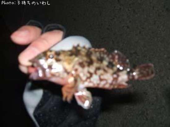 ���饫��