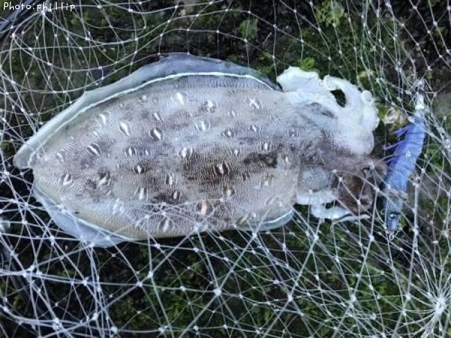 ��󥴥�����