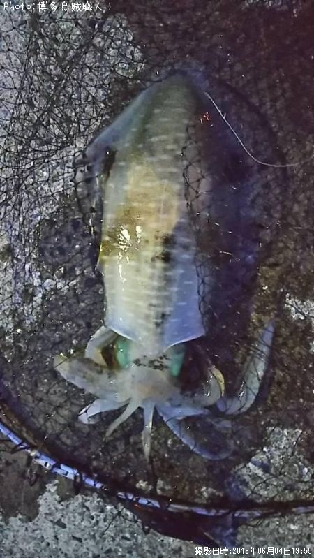 �����ꥤ��