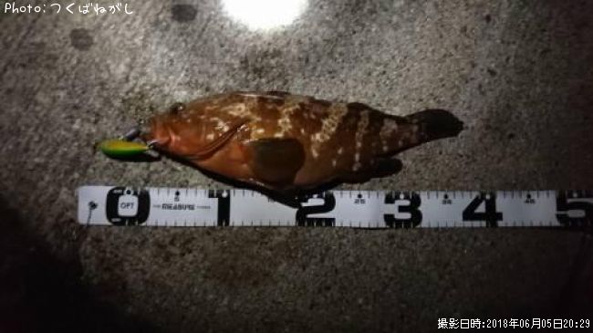 �����ϥ�