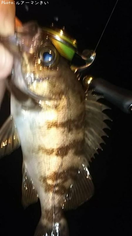 �ۥ����åסʥͥ���