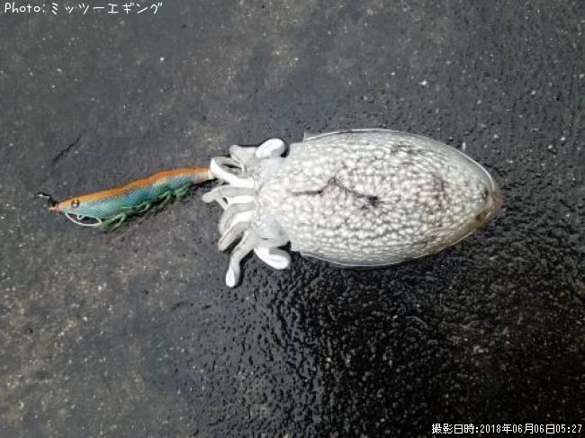 ����䥱����