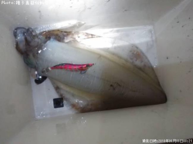 �����ꥤ��