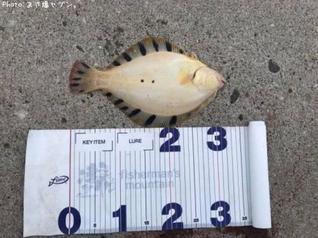 �ޥĥ��塞�쥤