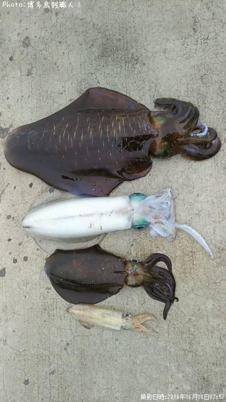 �����ꥤ��