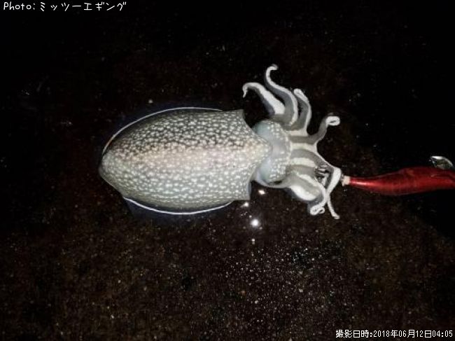 ����䥱����