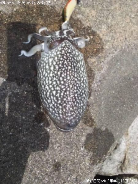 ����䥱����