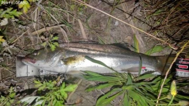 �����Х�