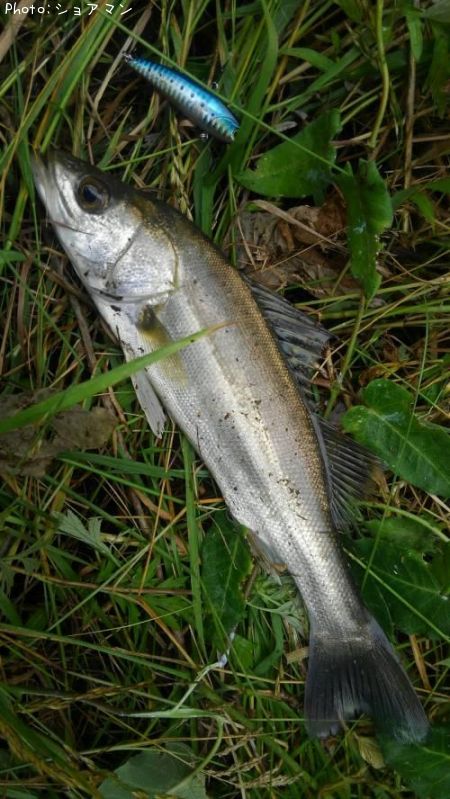 �����Х�