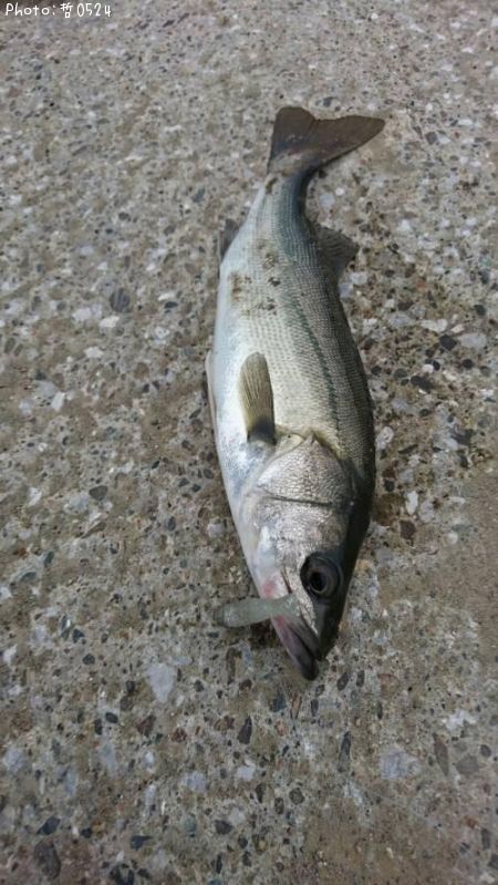 �����Х�