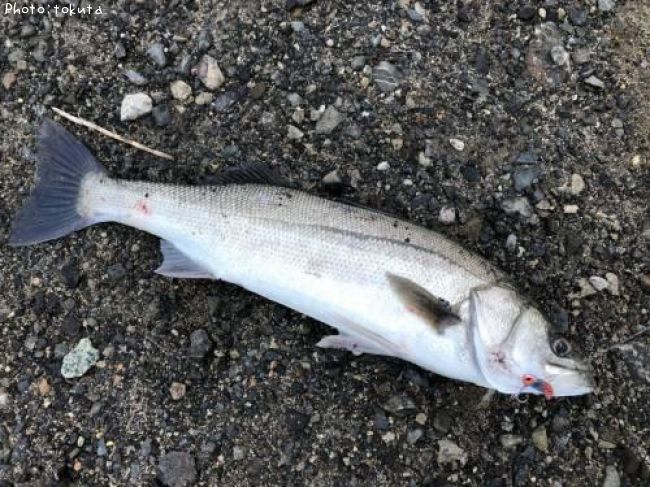 �����Х�