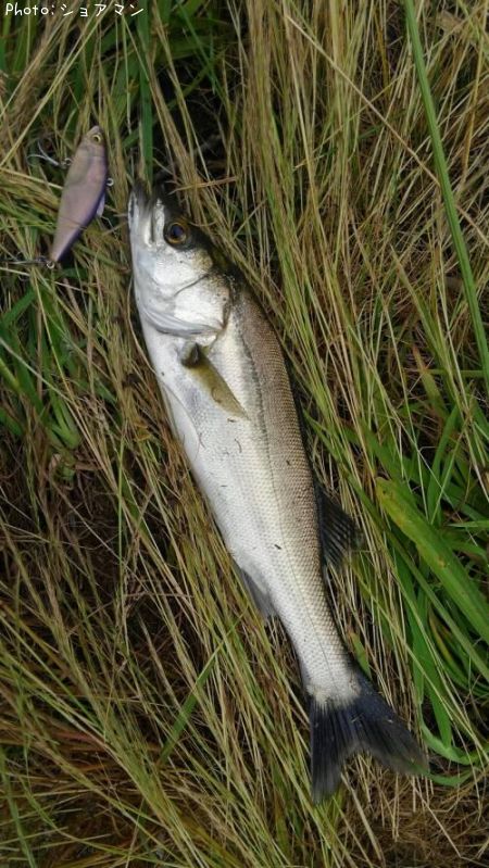 �����Х�