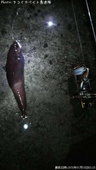 �������������ʥ�