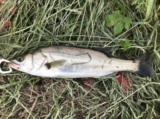 �����Х�