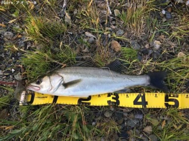 �����Х�