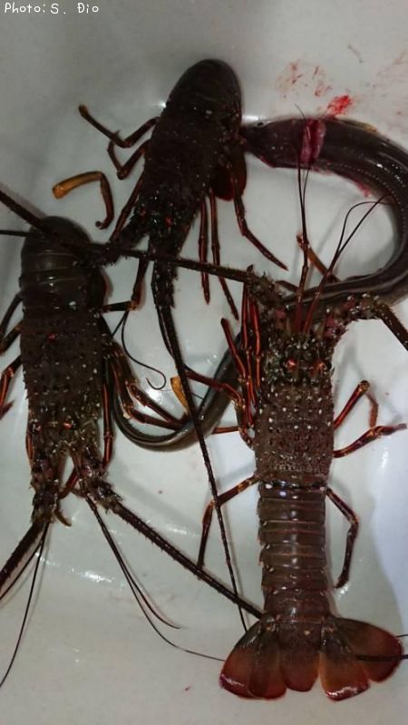 ����������ʥ�