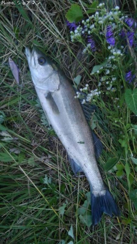 �����Х�