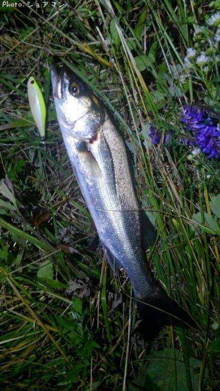 �����Х�