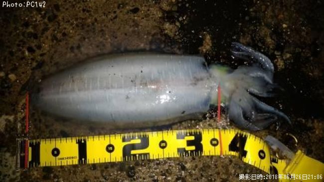 �����ꥤ��