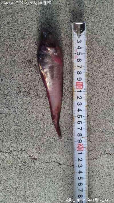 �������������ʥ�