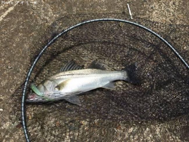 �����Х�