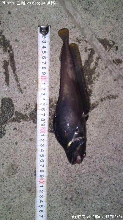 �������������ʥ�