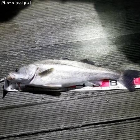 �����Х�