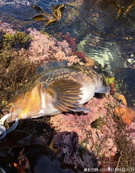 �����ʥ�