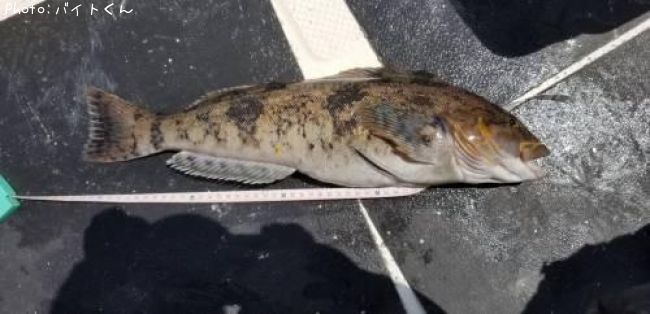 �����ʥ�