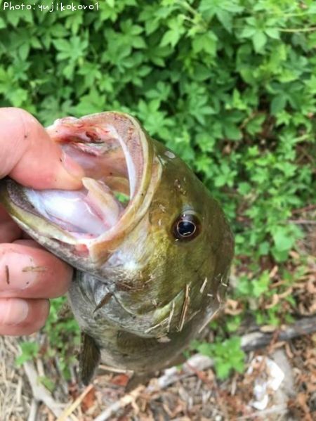 �֥�å��Х�