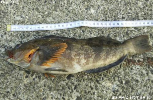 �����ʥ�