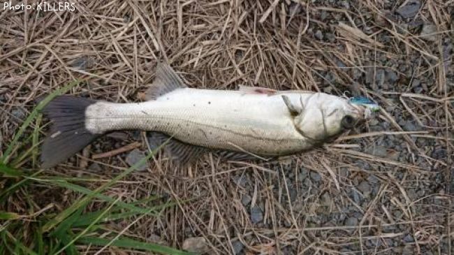 �����Х�