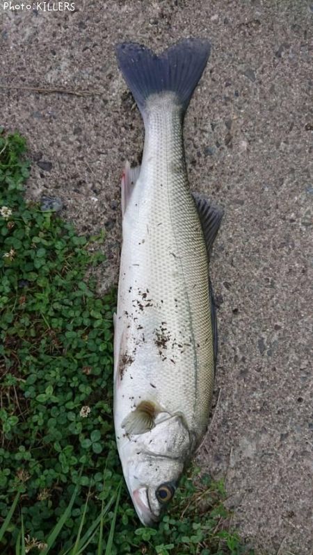 �����Х�