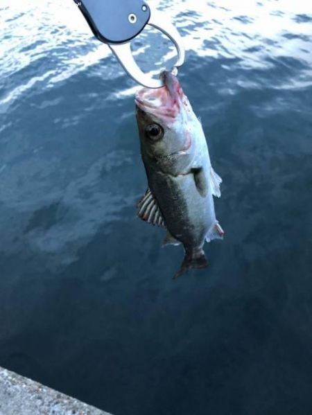 �����Х�