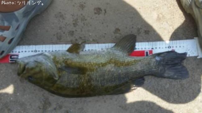 ���⡼��ޥ����Х�