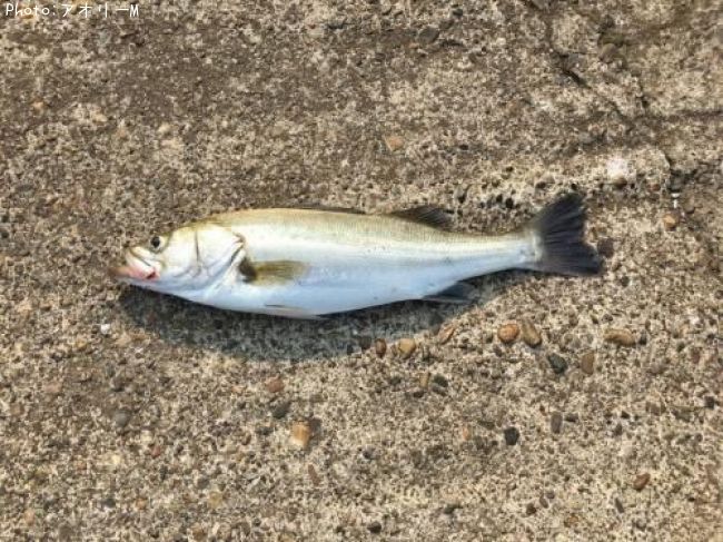 �����Х�