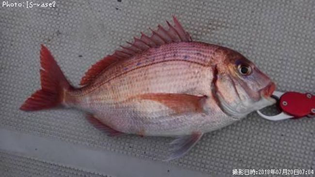 �ϥʥ���