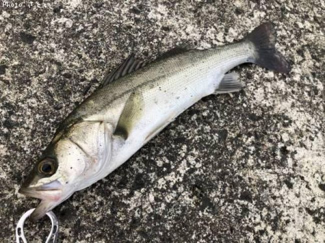 �����Х�