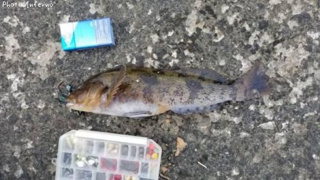 �����ʥ�