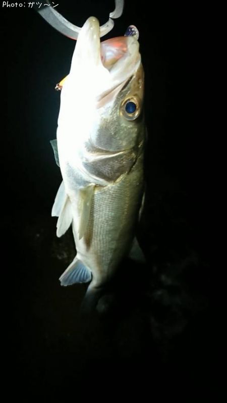 �����Х�