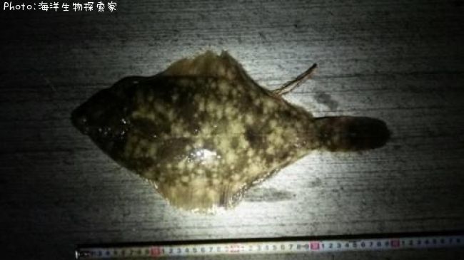 �ޥ����쥤