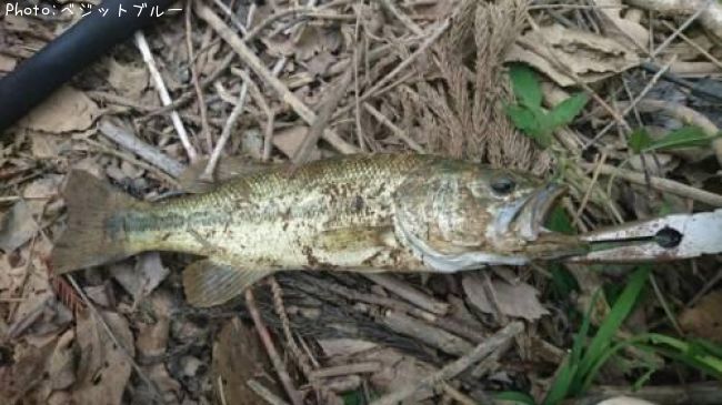 �֥�å��Х�