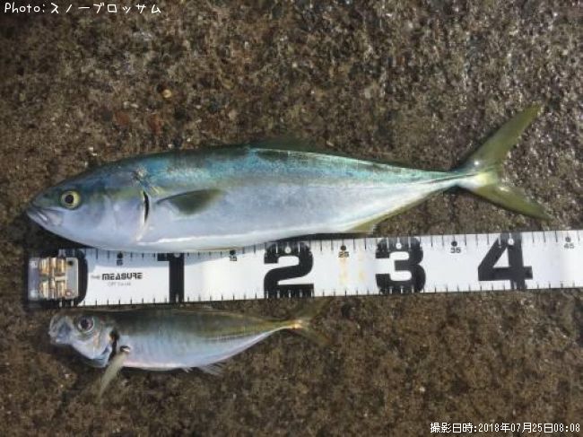 ���ʥ��ȥ���