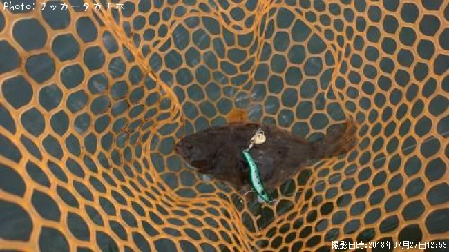 �ҥ��ʥ�����